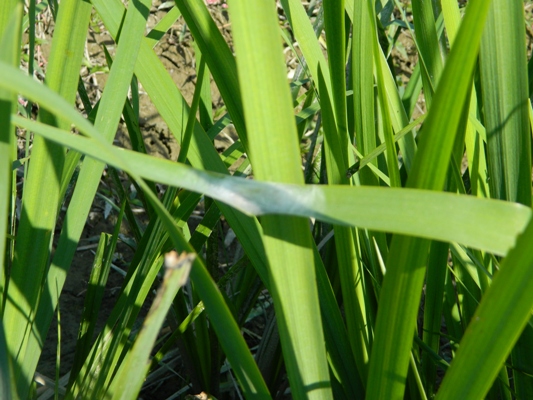 Plusia...? Plusia cfr. festucae